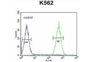Flow cytometric analysis of K562 cells using PURG Antibody (C-term) Cat.