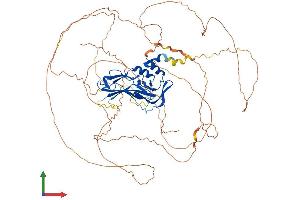 AlphaFold protein structure predicition of Mouse Recombinant Eomes Protein, UniprotID O54839
