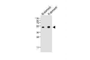 All lanes : Anti-CTSE Antibody (Center) at 1:2000 dilution Lane 1: Mouse stomach whole tissue lysate Lane 2: Rat stomach whole tissue lysate Lysates/proteins at 20 μg per lane.