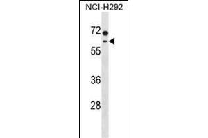 MCCC2 Antibody (C-term) (ABIN1537373 and ABIN2850364) western blot analysis in NCI- cell line lysates (35 μg/lane). (MCCC2 anticorps  (C-Term))
