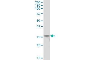 C4orf43 MaxPab polyclonal antibody. (C4orf43 anticorps  (AA 1-203))