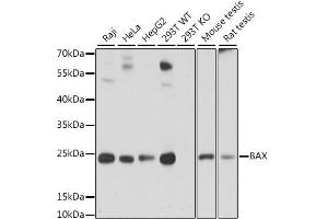 Western blot analysis of extracts of various cell lines, using BAX antibody. (BAX anticorps  (AA 1-100))