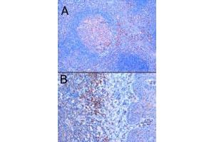 TRIM5 polyclonal antibody  staining (1 ug/mL) of paraffin embedded human tonsil. (TRIM5 anticorps)