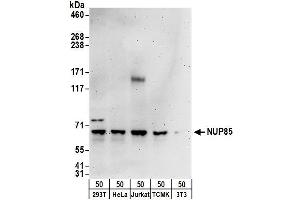 anti-Nucleoporin 85kDa (NUP85) (AA 1-50) antibody