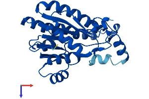 AlphaFold protein structure predicition of Mouse Recombinant Cbr2 Protein, UniprotID P08074