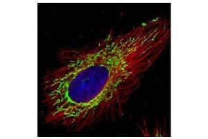 ICC/IF Image Confocal immunofluorescence analysis (Olympus FV10i) of methanol-fixed HeLa, using COX4, antibody (Green) at 1:500 dilution.