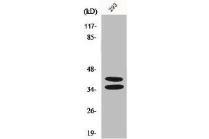 Western Blot analysis of 293 cells using Pax-2 Polyclonal Antibody (PAX2A anticorps  (Internal Region))
