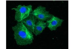 ICC/IF analysis of KRT23 in Hep3B cells line, stained with DAPI (Blue) for nucleus staining and monoclonal anti-human KRT23 antibody (1:100) with goat anti-mouse IgG-Alexa fluor 488 conjugate (Green).