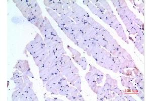 Immunohistochemistry (IHC) analysis of paraffin-embedded Mouse Muscle, antibody was diluted at 1:100. (BMP3 anticorps  (C-Term))