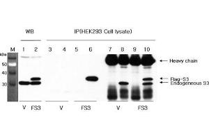 Western blot analysis using anti-RPS3 (human), pAb  at 1:1'000 dilution. (RPS3 anticorps)