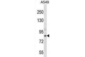Western Blotting (WB) image for anti-Aspartate beta-Hydroxylase (ASPH) antibody (ABIN2996945) (Aspartate beta Hydroxylase anticorps)