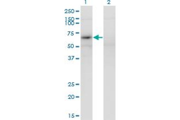 MAGEB6 anticorps  (AA 135-244)