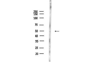 anti-G Protein-Coupled Receptor 33 (Gene/pseudogene) (GPR33) (Internal Region) antibody