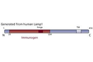 Image no. 2 for anti-Lysosomal-Associated Membrane Protein 1 (LAMP1) (AA 25-224) antibody (ABIN968337) (LAMP1 anticorps  (AA 25-224))