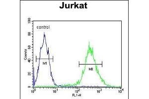 T Antibody (C-term) (ABIN653764 and ABIN2843060) flow cytometric analysis of Jurkat cells (right histogram) compared to a negative control cell (left histogram). (STING/TMEM173 anticorps  (C-Term))