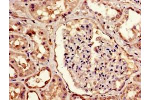 Immunohistochemistry of paraffin-embedded human kidney tissue using ABIN7159609 at dilution of 1:100 (MBD1 anticorps  (AA 106-355))