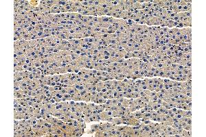 ABIN7096566 and ABIN7100630 at 1/100 staining mouse liver tissue by IHC-P. (FUNDC1 anticorps)