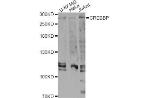 Western blot analysis of extracts of various cell lines, using CREBBP Antibody (ABIN5974440) at 1/1000 dilution. (CBP anticorps)