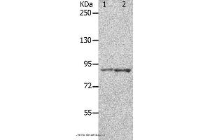 Western blot analysis of 293T cell and mouse brain tissue, using KCNC3 Polyclonal Antibody at dilution of 1:300