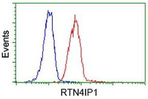 Image no. 2 for anti-Reticulon 4 Interacting Protein 1 (RTN4IP1) antibody (ABIN1500772) (RTN4IP1 anticorps)