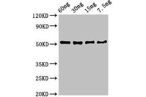 anti-Vaccinia Virus D8L (VACV D8L) (AA 1-304) antibody