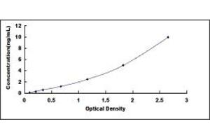 Ornithine Decarboxylase 1 (ODC1) ELISA Kit