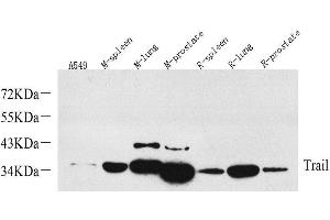 Western Blot analysis of various samples using TRAIL Polyclonal Antibody at dilution of 1:1000. (TRAIL anticorps)