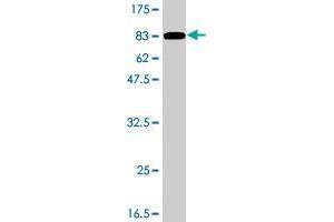 Western Blot detection against Immunogen (75.
