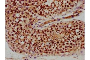 IHC image of ABIN7168592 diluted at 1:400 and staining in paraffin-embedded human testis tissue performed on a Leica BondTM system. (SAGE1 anticorps  (AA 3-133))