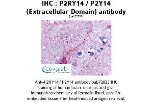 Image no. 1 for anti-Purinergic Receptor P2Y, G-Protein Coupled, 14 (P2RY14) (2nd Extracellular Domain) antibody (ABIN1737761)