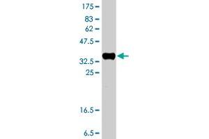 Western Blot detection against Immunogen (37.
