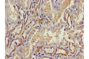 Immunohistochemistry of paraffin-embedded human kidney tissue using ABIN7172834 at dilution of 1:100 (TGFB3 anticorps  (AA 301-412))