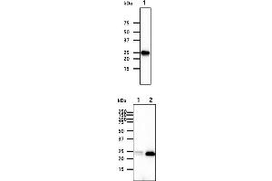 The cell lysates (40ug) were resolved by SDS-PAGE, transferred to PVDF membrane and probed with anti-human FKBP14 antibody (1:1000).