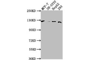 Western Blot Positive WB detected in: MCF-7 whole cell lysate, SH-SY5Y whole cell lysate, HepG2 whole cell lysate, 293 whole cell lysate All lanes: WWC3 antibody at 1:1000 Secondary Goat polyclonal to rabbit IgG at 1/50000 dilution Predicted band size: 123, 66 kDa Observed band size: 123 kDa (WWC3 anticorps  (AA 65-85))
