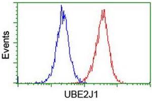 Image no. 7 for anti-Ubiquitin-Conjugating Enzyme E2, J1, U (UBE2J1) antibody (ABIN1501637)