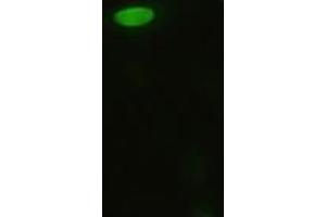Anti-MAPK8 mouse monoclonal antibody (ABIN2452351) immunofluorescent staining of HeLa cells transiently transfected by pCMV6-ENTRY MAPK8 (RC218407) (JNK anticorps  (AA 1-384))