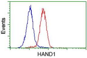 Flow cytometric Analysis of Hela cells, using anti-HAND1 antibody (ABIN2454416), (Red), compared to a nonspecific negative control antibody, (Blue). (HAND1 anticorps)