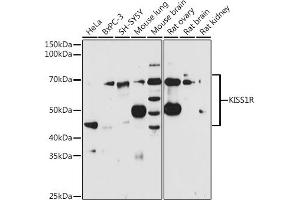 Western blot analysis of extracts of various cell lines, using KISS1R antibody (ABIN3017091, ABIN3017092, ABIN3017093 and ABIN6219946) at 1:1000 dilution. (KISS1R anticorps)