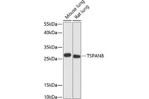 Western blot analysis of extracts of various cell lines, using TSP antibody (ABIN6128850, ABIN6149643, ABIN6149645 and ABIN6217202) at 1:3000 dilution. (Tspan-8 anticorps  (AA 110-200))