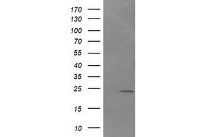 Image no. 1 for anti-DAN Domain Family, Member 5 (DAND5) (AA 23-189) antibody (ABIN1491236) (DAND5 anticorps  (AA 23-189))