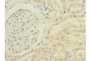 Immunohistochemistry of paraffin-embedded human kidney tissue using ABIN7168218 at dilution of 1:100 (GFM2 anticorps  (AA 520-779))