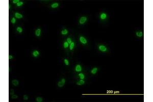 Image no. 3 for anti-TATA Box Binding Protein Associated Factor 11 (TAF11) (AA 158-211) antibody (ABIN598958) (TAF11 anticorps  (AA 158-211))