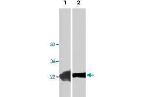 Western blot analysis of recombinant PDGFC (Lane 1) and HepG2 (Lane 2) lysate with PDGFC polyclonal antibody  at 1 : 400 dilution. (PDGFC anticorps  (C-Term))