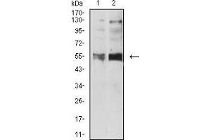 Western blot analysis using HTR3B mouse mAb against SH-SY5Y (1) and Hela (2) cell lysate. (Serotonin Receptor 3B anticorps  (AA 23-150))