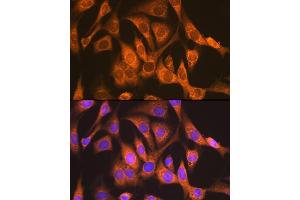 Immunofluorescence analysis of NIH-3T3 cells using NDUFS4 Rabbit mAb (ABIN7268821) at dilution of 1:100 (40x lens). (NDUFS4 anticorps)