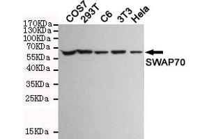 Western blot detection of SW in COS7,293T,C6,3T3 and Hela cell lysates and using SW mouse mAb (1:1000 diluted). (SWAP70 anticorps)
