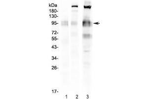 Western blot testing of 1) rat spleen, 2) mouse spleen and 3) mouse RAW lysate with CD68 antibody. (CD68 anticorps  (AA 312-326))