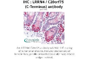 Image no. 1 for anti-Leucine Rich Repeat Neuronal 4 (LRRN4) (C-Term) antibody (ABIN1736586) (LRRN4 anticorps  (C-Term))