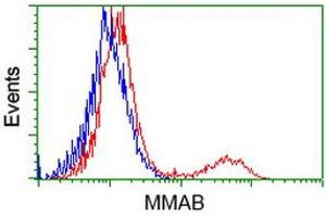 HEK293T cells transfected with either RC204290 overexpress plasmid (Red) or empty vector control plasmid (Blue) were immunostained by anti-MMAB antibody (ABIN2454036), and then analyzed by flow cytometry. (MMAB anticorps)