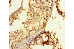 Immunohistochemistry of paraffin-embedded human testis tissue using ABIN7152285 at dilution of 1:100 (EXOSC3 anticorps  (AA 2-275))